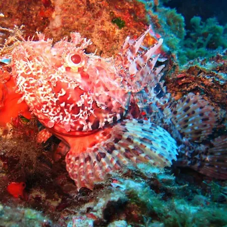 Oriente 게스트하우스