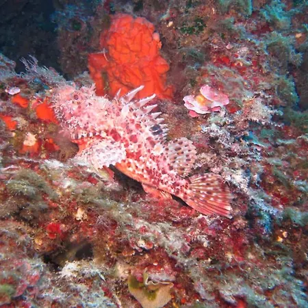 Oriente 게스트하우스 산 니콜라 아르첼라