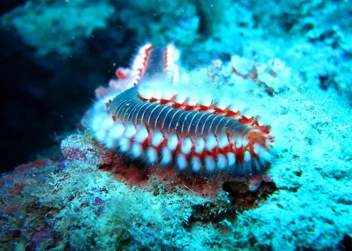 Oriente Maison d'hôtes San Nicola Arcella