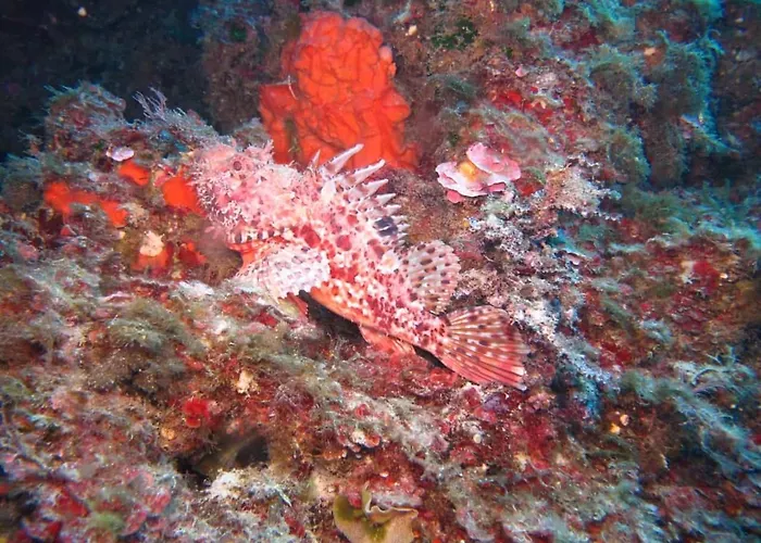 Oriente Maison d'hôtes San Nicola Arcella