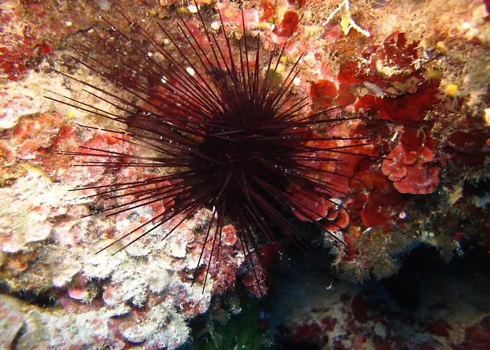 Oriente 3* San Nicola Arcella