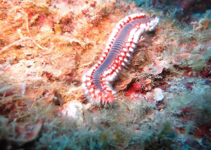 Oriente Maison d'hôtes San Nicola Arcella